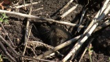 Video of Common Vole - Common Vole eating grass on the field.